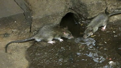 rats in Croydon